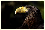 Steller's Sea Eagle by rgphoto777