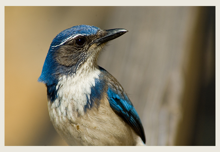 Western Scrub Jay