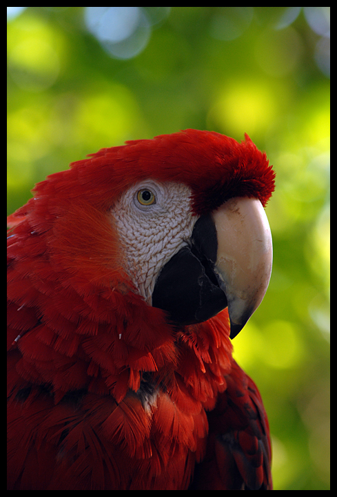 Scarlet Macaw II