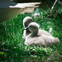 Little white swans