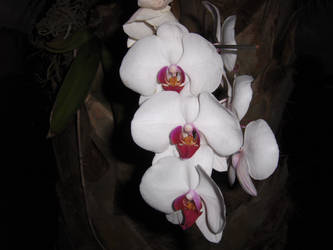 Palm Host Orchid Beauty