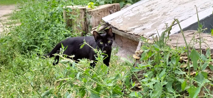 Black cat in grass