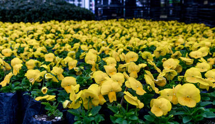 Field of flowers