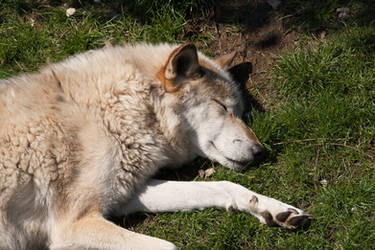 Relax Series - Timber Wolf