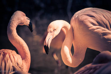 Flamingo Sunday