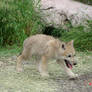 Wolf Cub-South Dakota