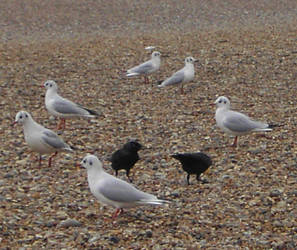 Seagulls 3