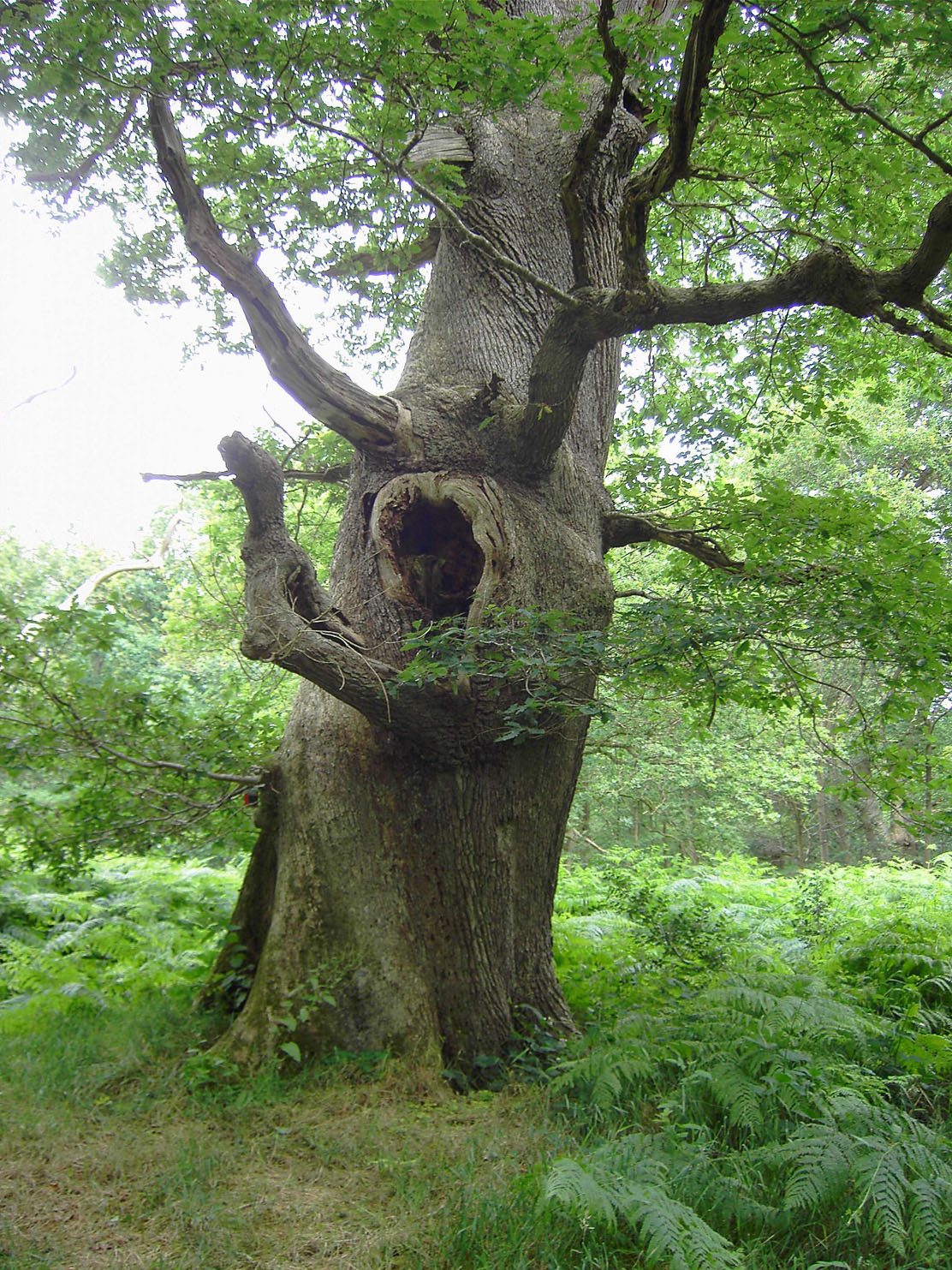 A Tree in the Forest