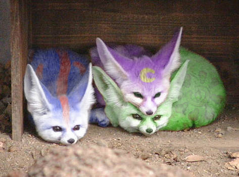 Fennec's