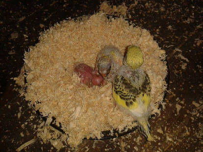 My First Three Budgie Chicks!