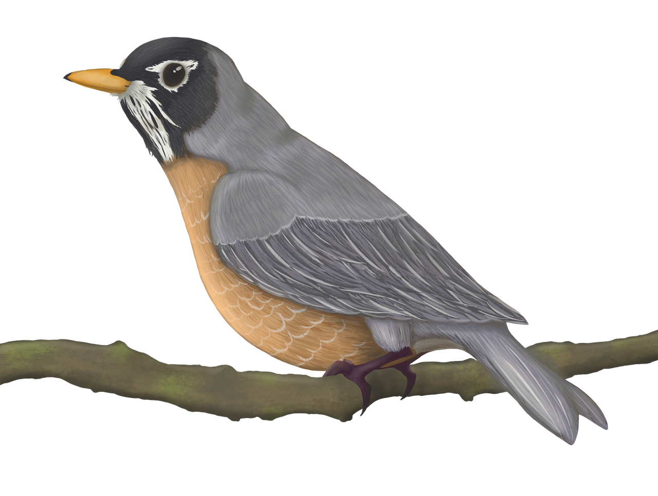 Robin by PricklyArtNerds on DeviantArt