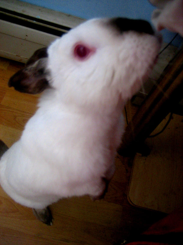 Begging Rabbit by TaylorMade21 on DeviantArt