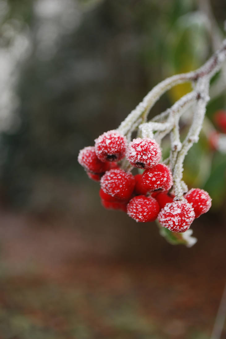 The Winter Berries