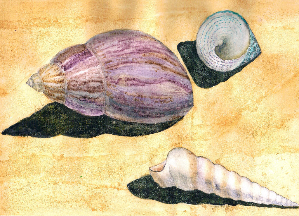 Shells by Megal0don on DeviantArt