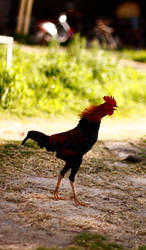 Fierce Rooster