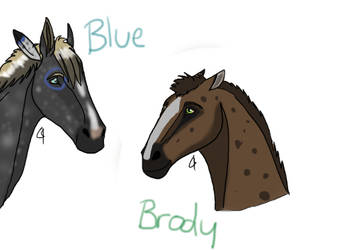 Equine Style Test