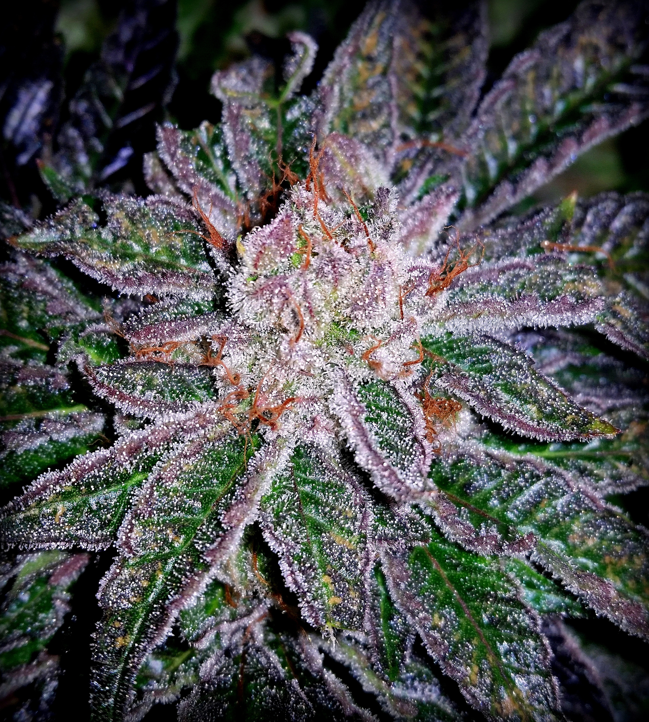 Master Kush Close-up