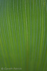 Macro Leaf