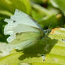 Butterfly- 'cabbage white'