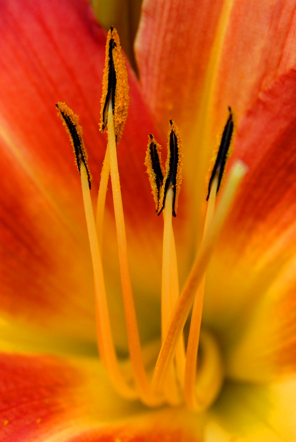 Lily in detail