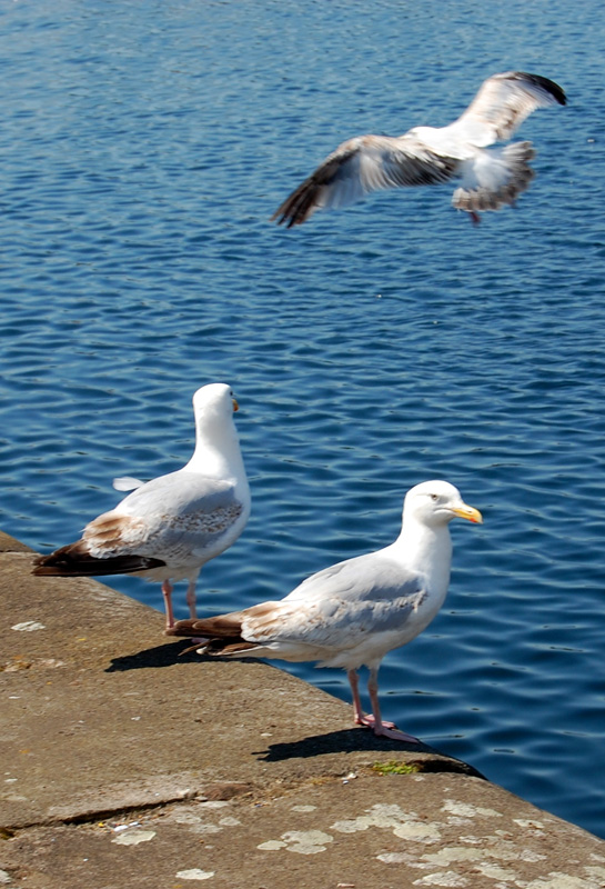 Seagulls