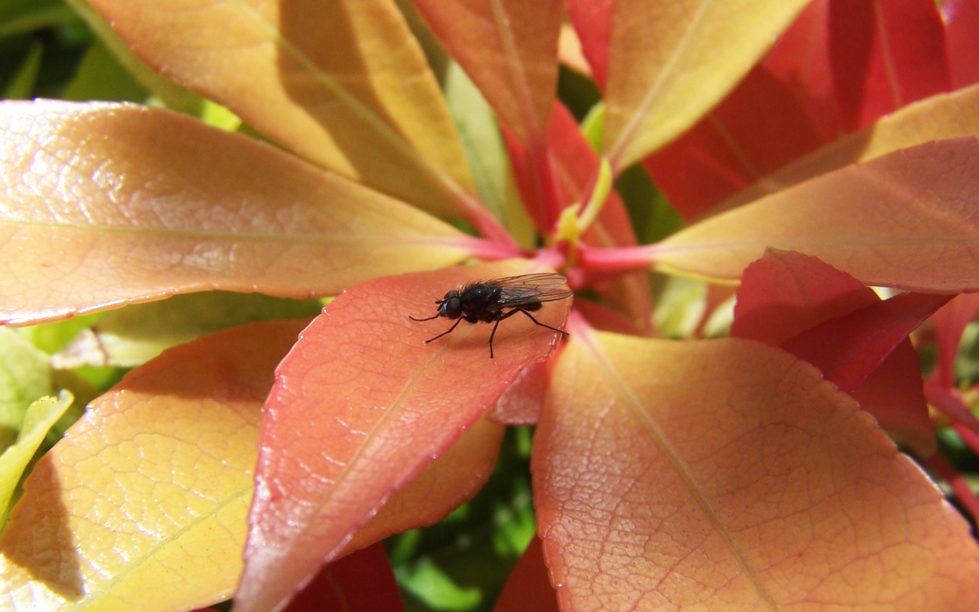 Sunbathing Fly - 1920x1200