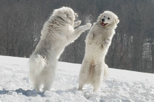 Polar bear dogs