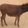 Baby Donkey 1