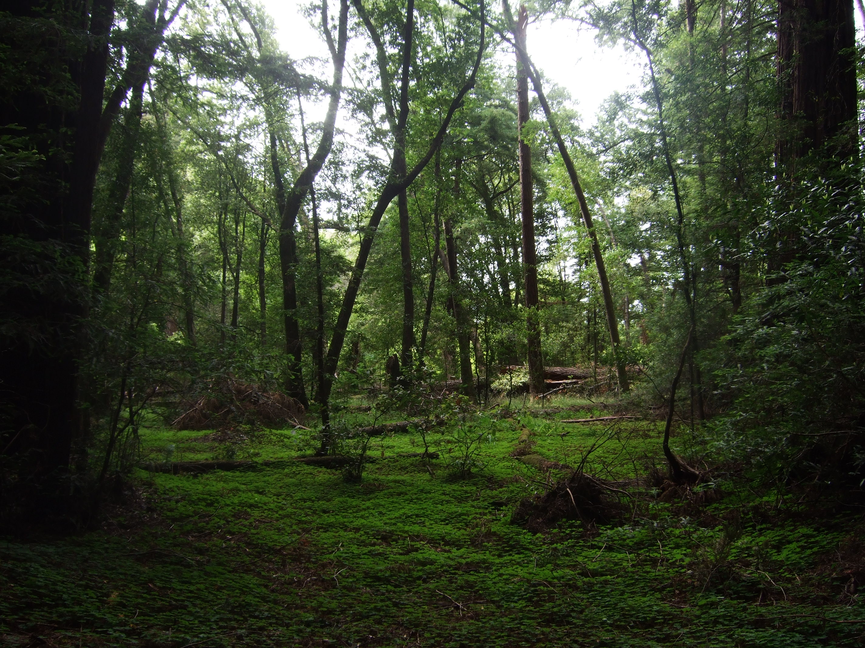 Red wood forest