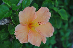 Hawaii Flower Stock 1