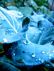 waterdrops in the morning