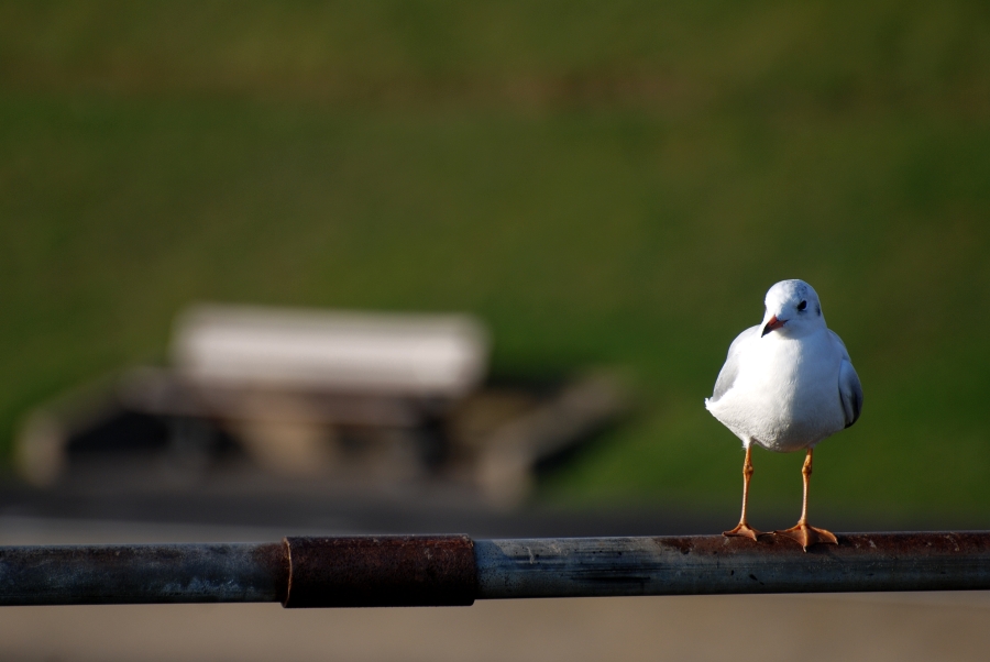 Yet Another Seagull Pic