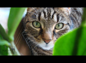 Through the leaves