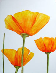 California Poppy