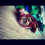 Colored Rose