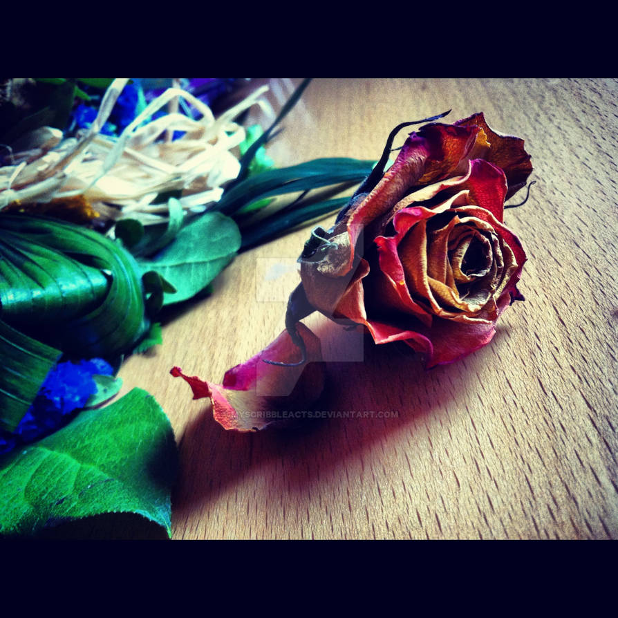Layers of the fallen Rose by MyScribbleActs on DeviantArt