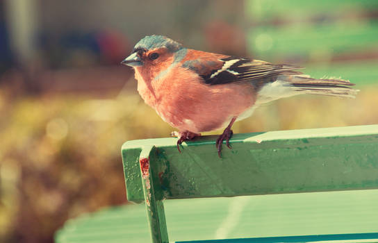 Irish Bird