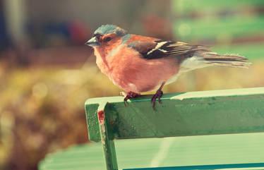 Irish Bird