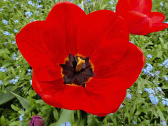 Red Flower