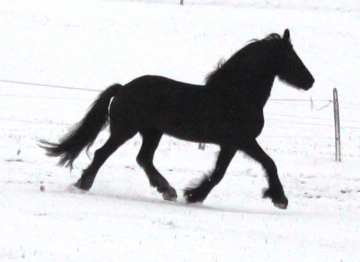 Friesian