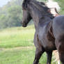 Friesian