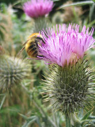 Bumble Bee on A Thistle