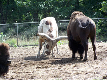 Big Bull vs. Buffalo