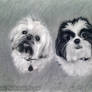 Charcoal Puppies on Toned paper