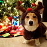 A Corgi Christmas