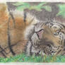 Tiger in Pastels 2