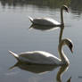 Two swan