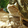 Bearded dragon