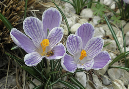 Crocus with a bee