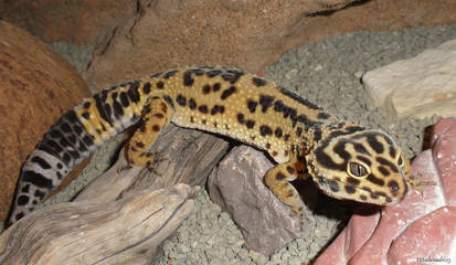 Gecko